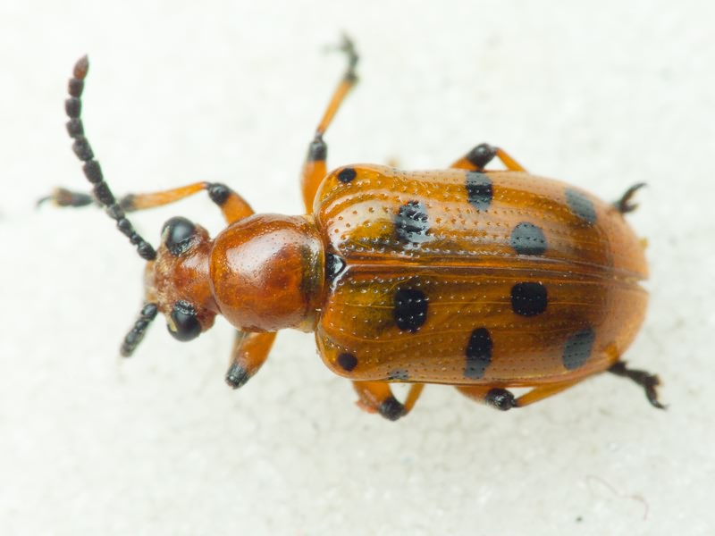 Crioceris duodecimpunctata (Linnaeus, 1758)